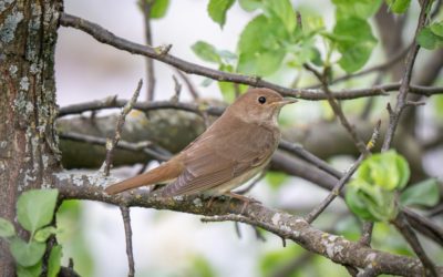 2e édition du concours Les Rossignols